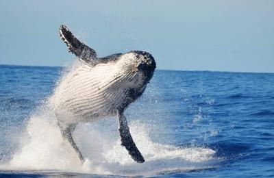 A whale breaching the ocean surface