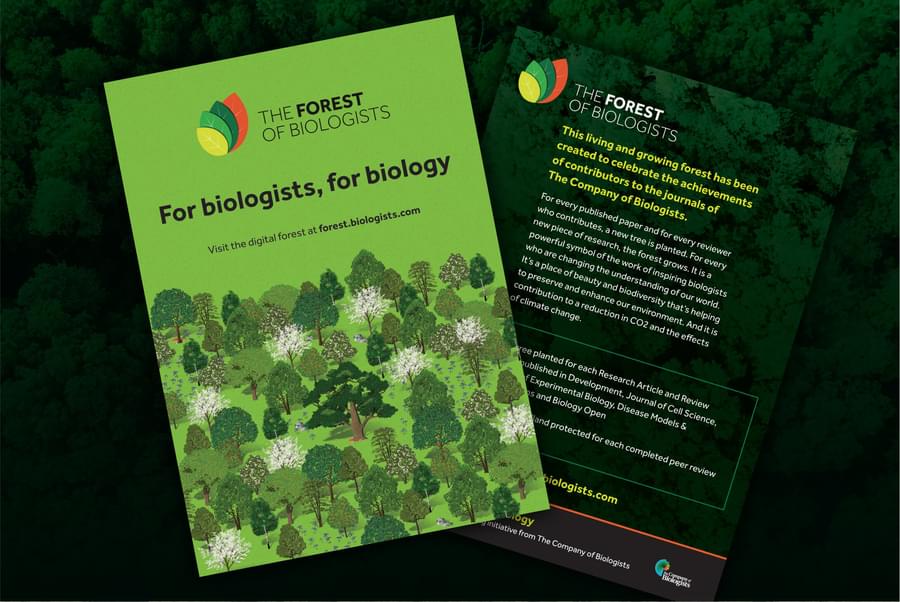 A double sided A6 flyer. On the front is the logo with the line For biologists, for biology and beneath that is the illustrated forest looking dense and full or life. On the back it is darker using the overhead forest view with copy and metrics.