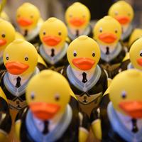 Multiple rows of plastic yellow duck. The ducks are wearing smart dress and UGLE sash and cloak.