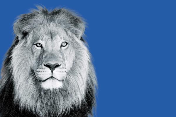 A lion looking at the camera. The lion has been recoloured to be black and white and is sitting on a blue background.
